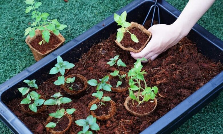 Coconut Coir